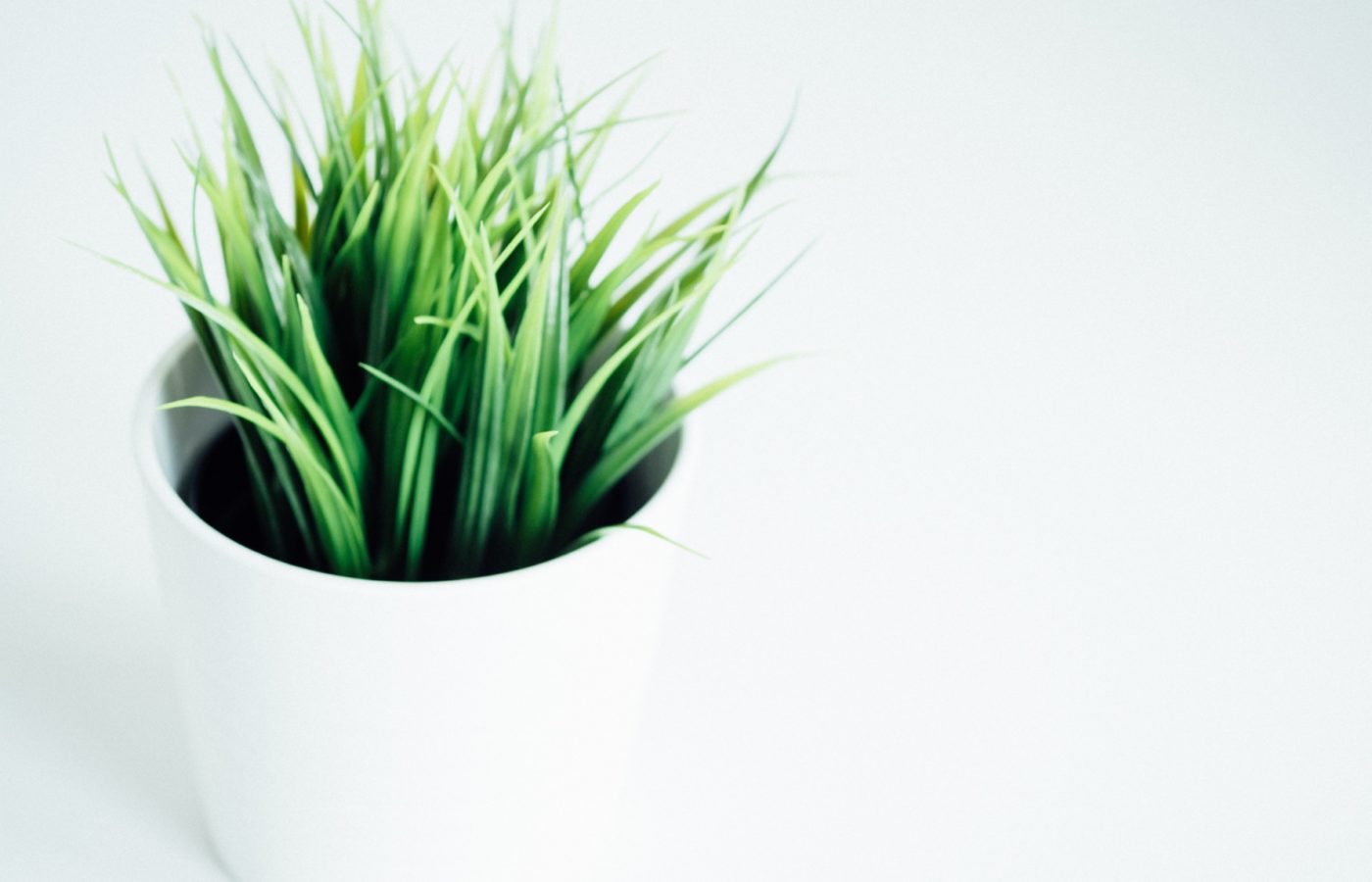 Plant sitting in white pot